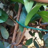 200pcs 170mm Adjustable Plastic Ties Garden Tree Climbing Support